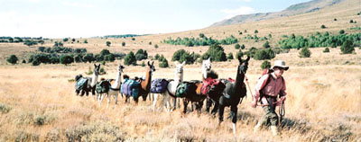 Packing on Steens Mtn. with Burns Llama Trailblazers