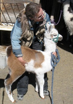 During the Ranch Tour Burns Llama Trailblazers you will work with the llamas