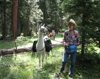 PLTA Myrtle Creek llama pack trial: llamas in the ponderosa pine forest