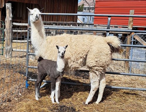 Momma llama and baby at Burns llama Trailblazers ranch tour.
