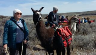 Hikers and their llamas companions on the Burns Llama Trailblazers' bird festival tour