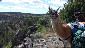 Llama Pack Trials at Becky's Backyard provide vast views of surrounding country.