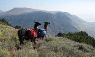 Llama packing on Wildhorse Rim, Steens Mountain, Oregon