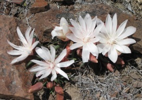 Desert flowers like this bitterroot thrive in the Pueblos