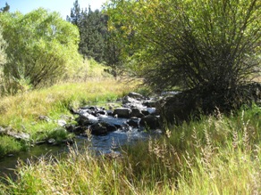 Creeksides are lush onSteens Mountain.