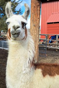 Female pack llama for sale: BLT Wahoo's Callioppe