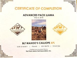 Calliope's Advanced Pack Llama certificate.