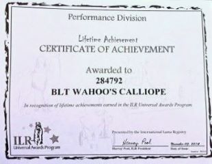 Calliope's ILR Lifetkime Achievment award.