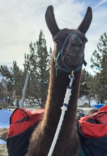 Male pack llama for sale: CJ Bar Peppy's Pogo