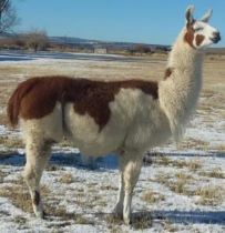 Female pack llama for sale: BLT Wahoo's Calliope