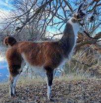 Female pack llama for sale: BLT Patron's Pipit