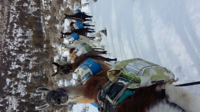 BLT Pack llamas train for their PLTA trials year around