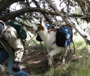 BLT Pack llamas train for their PLTA trials year around