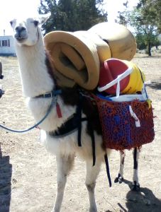 A well trained llama carries unusual loads